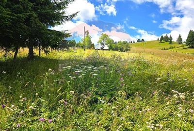 Teren de vis in Fundata 1934mp sau 3868mp, la inal?im... - 10