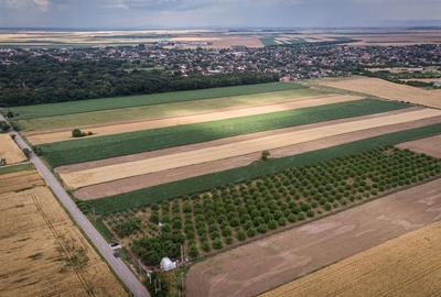 Livadă de nuci altoită și ecologică 2.5ha - 4