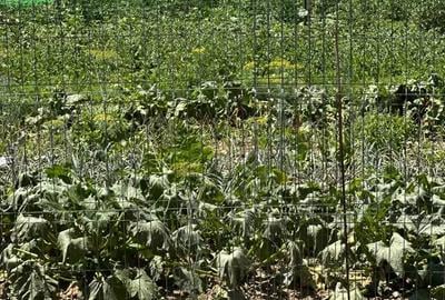 Casă cu 2 camere în Pericei - 2