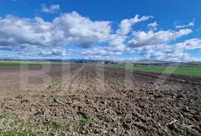 Teren Extravilan 15000 mp- parcelat in 3 loturi Bod- 5000 mp Teren Extravilan 15000 mp- parcelat in 3 loturi Bod- 5000 mp - 3