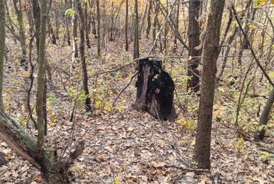 Teren Construcții extravilan de 10000 mp, în Corcova - 1