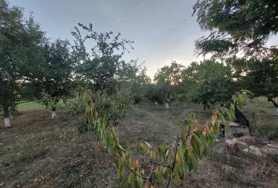 Casa batraneasca bine intretinuta in Bahna - 10