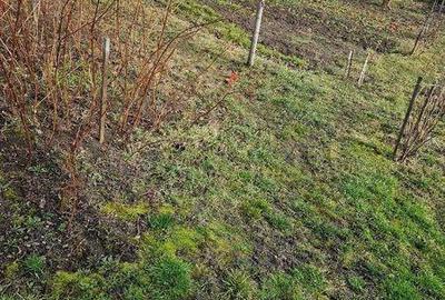 Casă cu 4 camere cu Teren 130 Mp în Ultracentral - 1