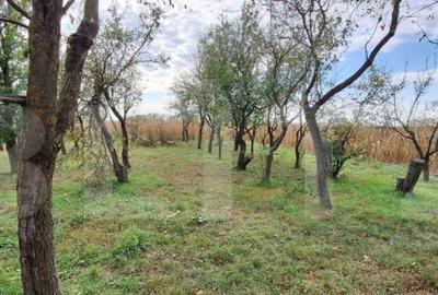 Casa batraneasca cu anexe , teren de 4200mp, zona Madaras - 5