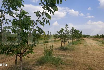 Teren de 405000 mp, în Ivești - 9