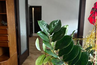 Apartament cu 3 camere în Ferdinand - 6