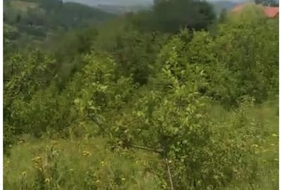 Teren de 5531 mp, în Drajna - 2