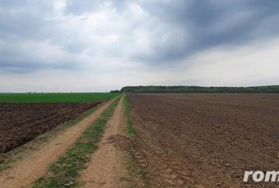 Teren de 27500 mp, în Belciugatele