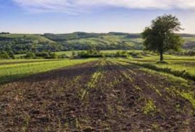 Teren extravilan de 25000 mp, în Celaru