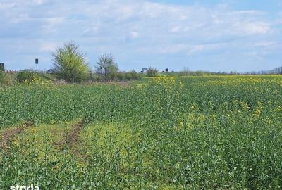 Teren de 32486 mp, în Bărcănești - 11