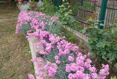 Casă cu 4 camere cu Teren 1500 Mp în Central