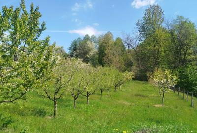 Casă cu 4 camere în Cernișoara - 3