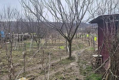 Casă cu 2 camere cu Teren 4000 Mp în Tăut - 6