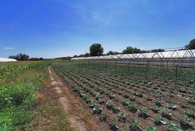 Casă cu 5 camere cu Teren 4365 Mp în Vidra - 10