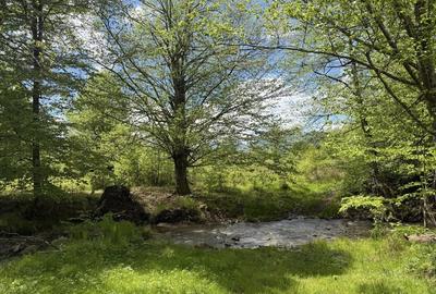 Teren de 1000 mp, în Nucșoara - 8