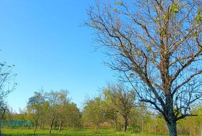 Spațiu comercial, în Traian - 2