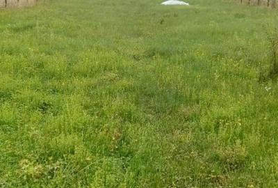 Teren de 2200 mp, în Colibași - 5