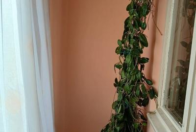 Apartament decomandat, 3 camere, 2 bai, izolat, etaj 1 - Motru, Gorj - 12