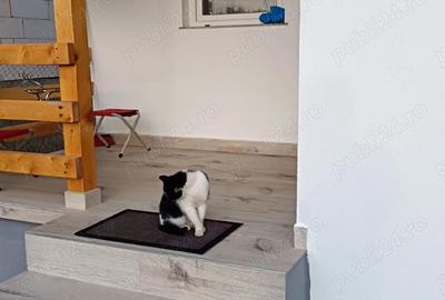 Casă cu 3 camere cu Teren 300 Mp în Livezile - 10