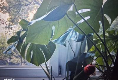 Garsonieră decomandată în Tei - 3