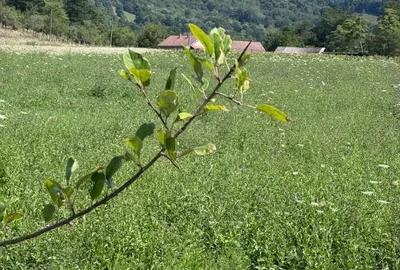 Teren de 3600 mp, în Șopotu Nou - 11