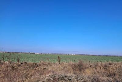 Teren de 5000 mp, în Balotești - 1