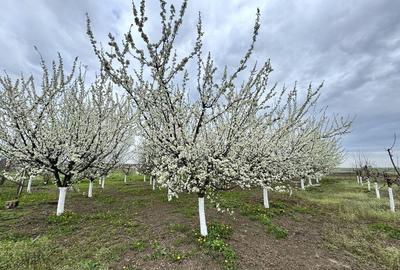 Livada+gradina, teren intravilan 2902mp, Damienesti-Bacau... - 2