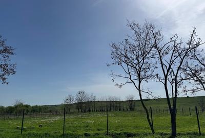 Teren Construcții intravilan de 1508 mp, în Ianova - 5
