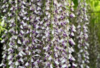 Vanzare Vila Baneasa - Willbrook - cu Deschidere la Padure ! Vanzare Vila Baneasa - Willbrook - cu Deschidere la Padure ! - 12