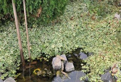 Teren intravilan 700mp - utilități, foișor, solar - 4