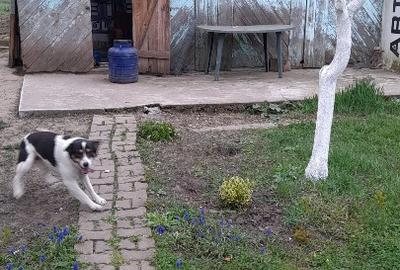 Casă individuală cu 2 camere cu Teren 2121 Mp în Ciocaia - 6