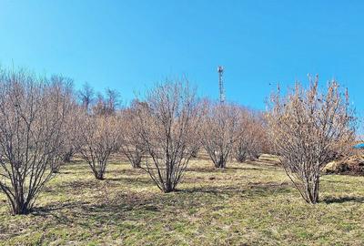 Teren Construcții extravilan de 17000 mp, în Tohanu Nou - 12