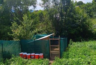 Teren Construcții intravilan de 700 mp, în Ciurbești - 3