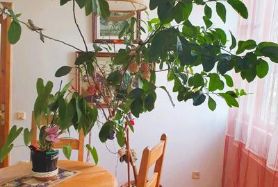 Apartament spatios 3 camere ultracentral - 9