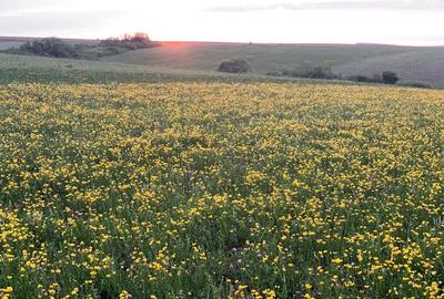 Teren arabil de 630 hectare in Gala?i - 6