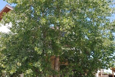 Proprietar vinde vila la serbanesti bacau - 10