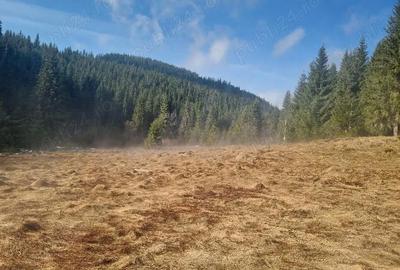 Teren de 40000 mp, în Poiana Horea - 4