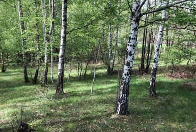 Teren Zona Turistica Transalpina - Pestera Muierilor 9.746 mp - 8