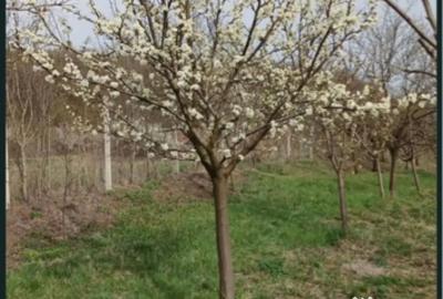 Teren de 2100 mp, în Gârbova - 2