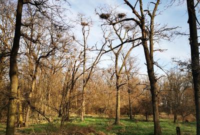 Teren de 200000 mp, în Oarja - 1