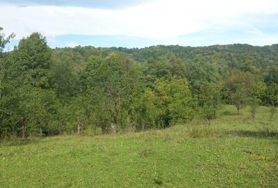 Spațiu comercial, în Provița de Jos - 4