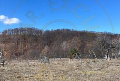 Teren agricol extravilan de 1542 mp, în Cicănești