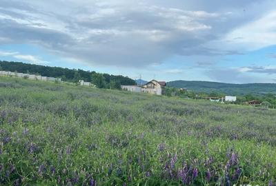 Teren de 16500 mp, în Bârsău - 5