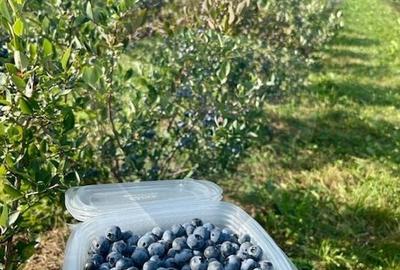 Teren 6,900mp Breb / Strada PRINCIPALA - 3