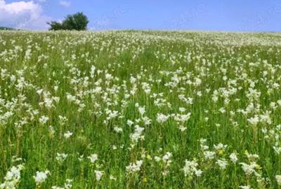 Teren extravilan de 4800 mp, în Posești - 2