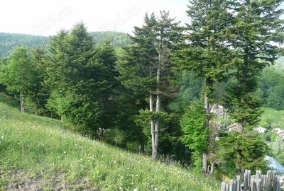 Teren intravilan situat in Busteni-Valea Alba - 1