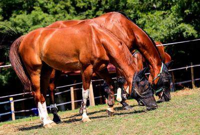 Proprietate specială, de 1,537,099 mp, în Herneacova - 25