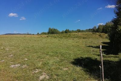 Teren de 20000 mp, în Ciucea - 4