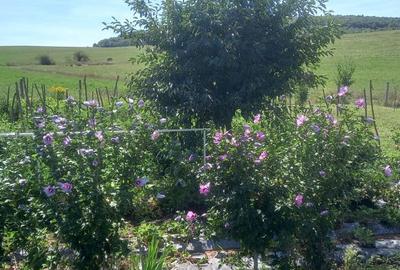 Casă cu 6 camere în Herina - 8