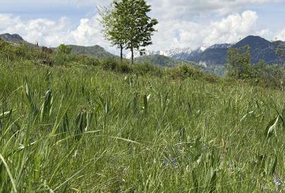 Teren de 500 mp, în Predeluț - 5